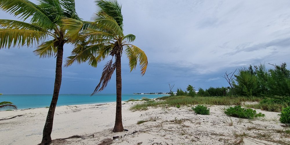 Treasure Cay Bahamas Palms